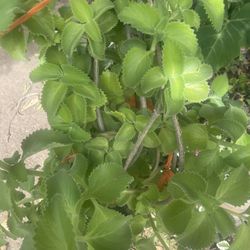 oregano for sale