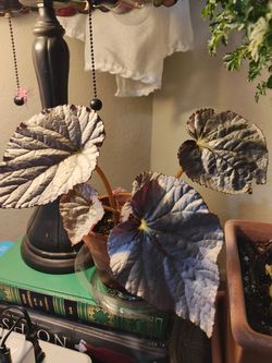 Begonia taconite