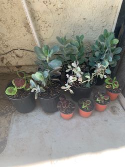 FREE plants (Read Description)