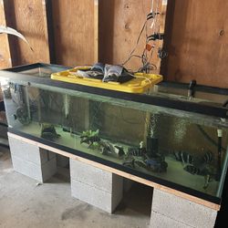 Fish Tank + “decorative Items” Filter 