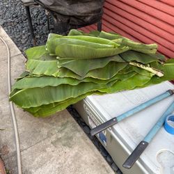 FREE banana Leaves 