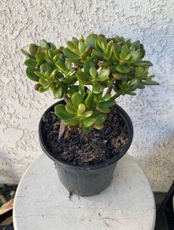 1 Gallon Pot Succulent Plant - Sedum Praealtum - Green Cockscomb - Rooted & Established - Drought Resistant - 🪴