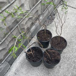 Pomegranate  Tree  $12