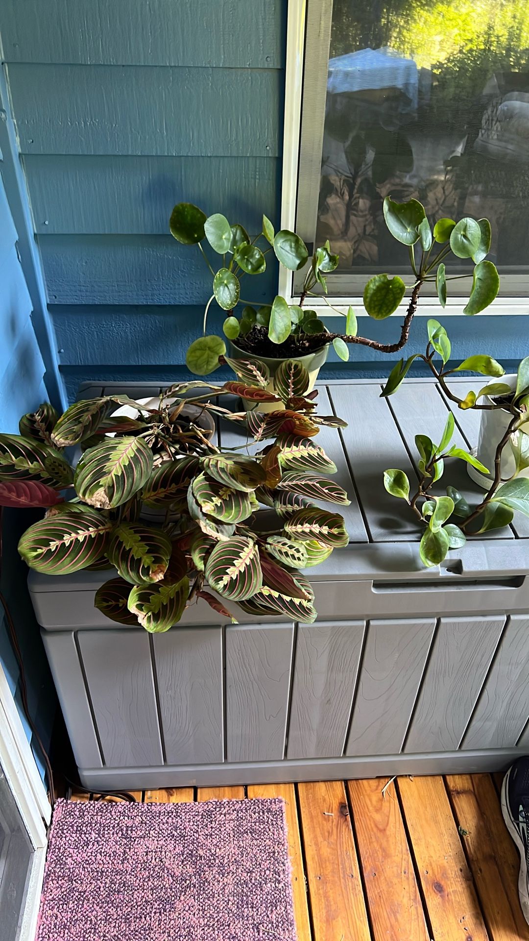 Cat Safe Plants