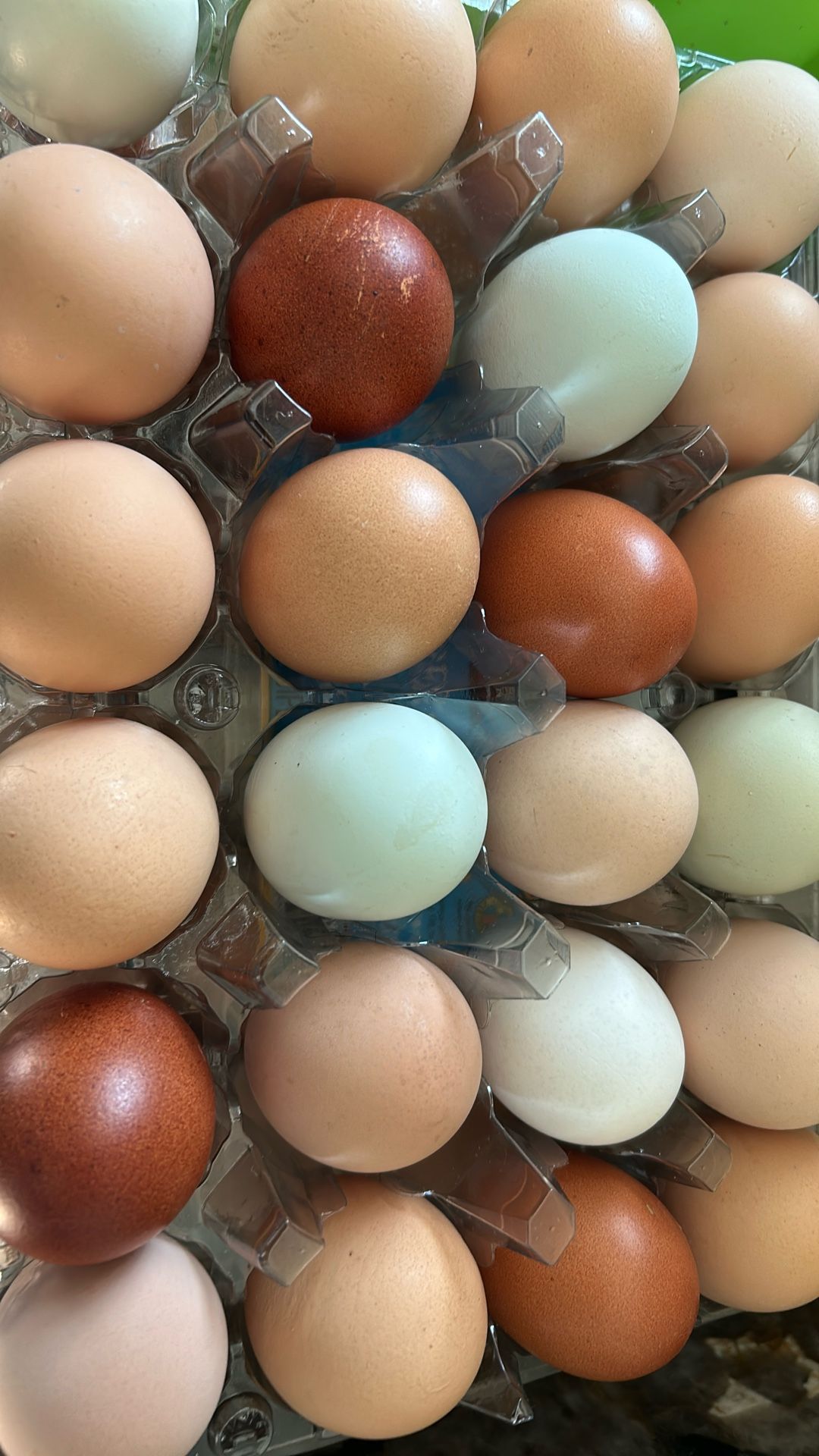 Hatching Eggs