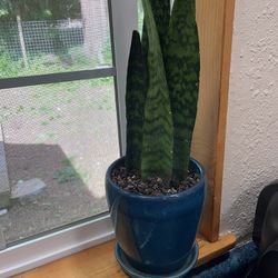 Snake Plant With Teal Ceramic Pot 