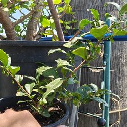 CAMELIA SINENSIS (tea tree plant)