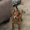 Alfonso