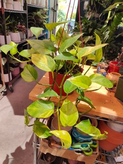 Neon Pothos