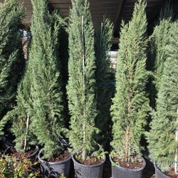 Pinos Italianos Cypress 7gallones 7ft Tall 