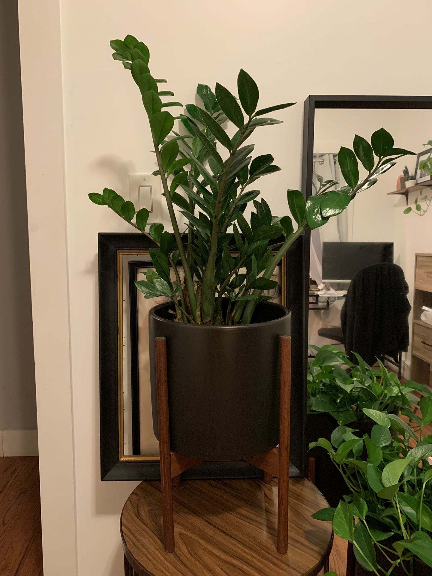 Healthy zz plant in West Elm pot and stand