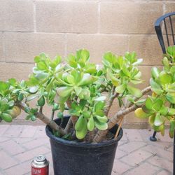 5 Gallon Jade Plant