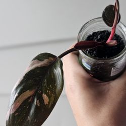 Pink Princess Philodendron 