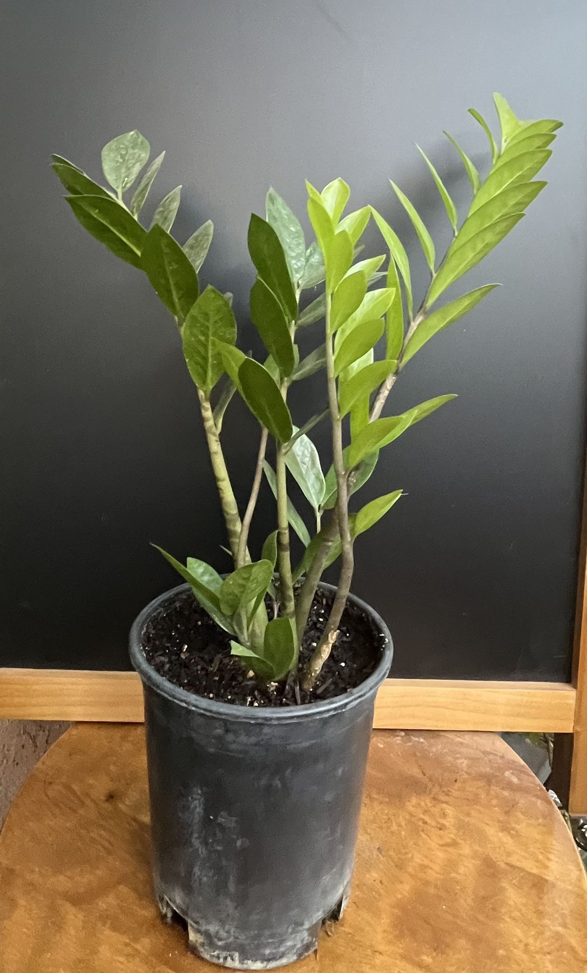 HERMOSAS PLANTAS NATURALES “ZZ PLANT