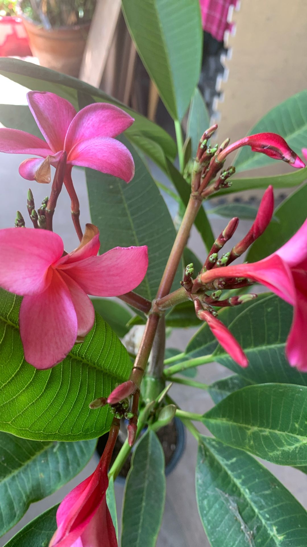 Plumeria Mide 4 Pies En Maceta De 5 Galones