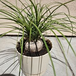 Thick Pony Tail Palm In Nice Plastic Pot