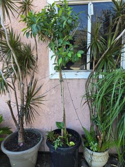 Ficus tree