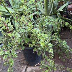 Planta de la abundancia