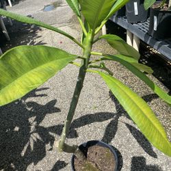 Red Plumeria
