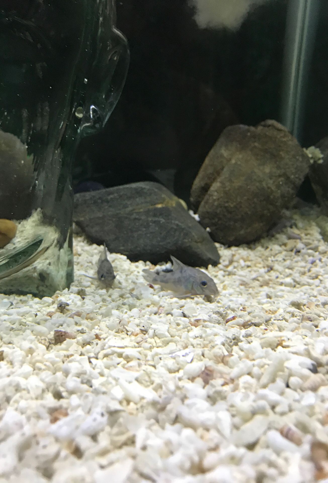 50 Gallon Tall Aquarium COMPLETE SETUP MAKE ME AN OFFER for Sale in