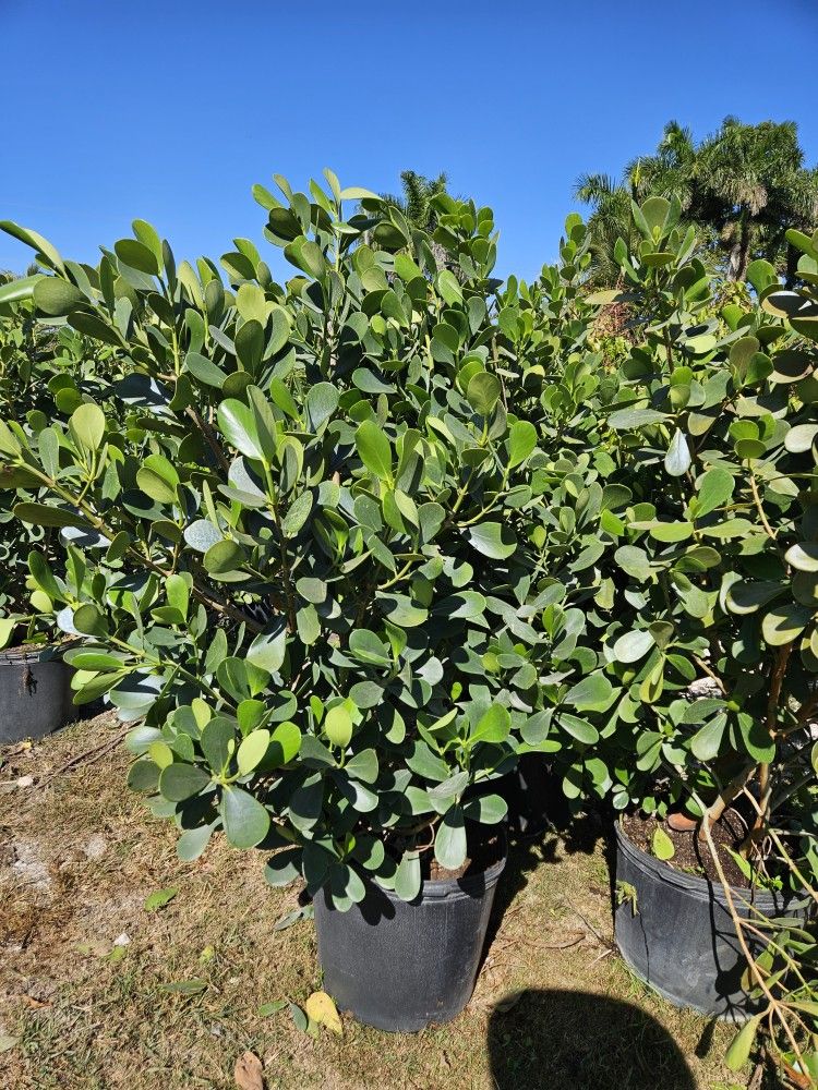 huge clusias Over 5 to 6 feet tall Instant Privacy Hedge For Fence Green Full