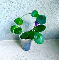 Hoya obovata plant