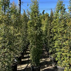 Eugenia Privacy Hedge