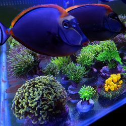 🔥CORALS DECORATIONS FOR MARINE TANK OVER 500 CORALS IN STOCK PICK-UP - DELIVERY  - SHIP