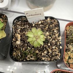 Butterwort - Carnivorous Plant