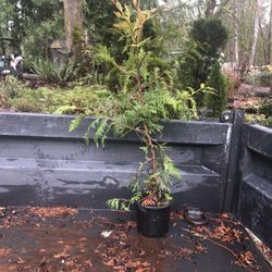 Little Giant Arborvitae 