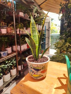 Snake Plant