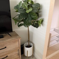 5’ Fiddle Leaf 