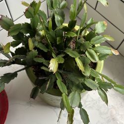 Christmas Cactus 🌵 Succulent Plant Indoor Cactus 