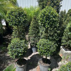 Topiary double balls in 3 gls pot. $25 each. SPECIAL PRICE 🤩