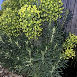 Euphorbia rigida