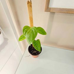 Philodendron oxapapense plant