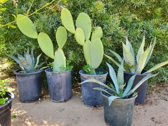 Potted Nopal Cactus, Agave, Aloe Vera