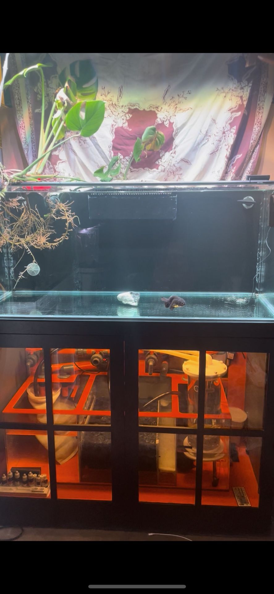 100 Gallon Tank Stand And Sump