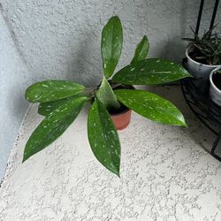 Hoya   Pubicalyx  Plant 