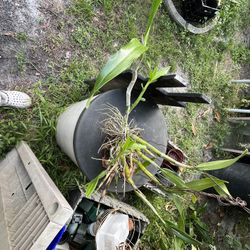 Virgin Mary orchid - Caularthron bicornutum