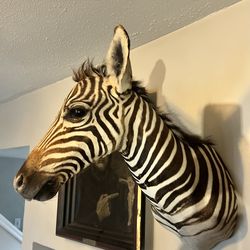 Taxidermy Zebra foal