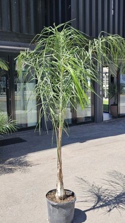 Queen Palm potted