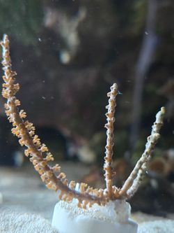 ORA Grubes Gorgonian 2" Frag