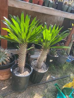 Pachypodium lamerei Madagascar Palm succulent cactus