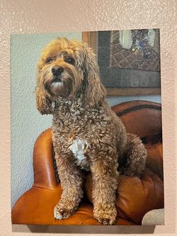 Real Photo Canvases of Beautiful Dogs