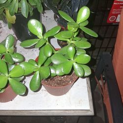 Jade Plant Succulent