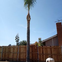 Yo Need Your Palms Trimming I Can Hel You