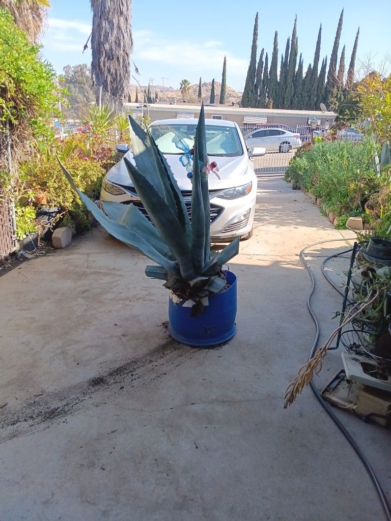 Blue Agave Plant