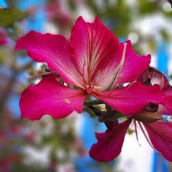 Flowering Orchid Tree/Plant