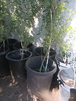 Variety Of Plants
